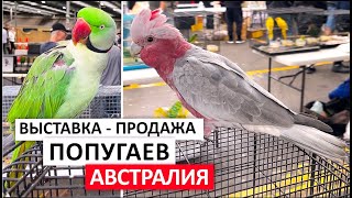 🦜$35000 ЗА ПАРУ ПОПУГАЕВ. ВЫСТАВКА-ПРОДАЖА ПТИЦ В АВСТРАЛИИ #попугай #птицы #австралия #корелла