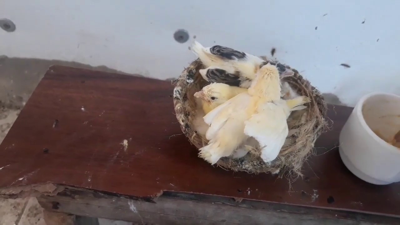 صغار الكناري في السلاكة