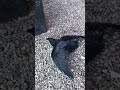 Crows can do this