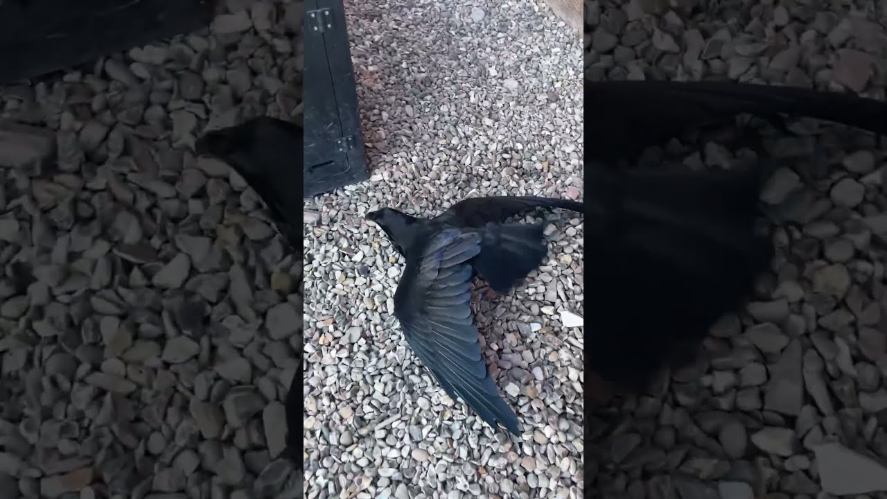 Crows Can Do This 