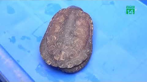 Con rao bán rùa hộp trán vàng trên YouTube, cha nhận án 10 năm tù giam