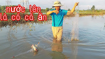 Mùa nước về giăng lưới bỏ qua đêm cá dính thấy ham | vui miền tây vlog
