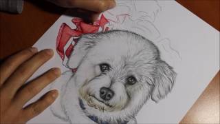 Ritratto Bichon Frise - Pet Portrait Ritratti A 4 Zampe