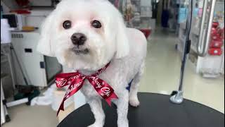 Pets Central Sai Kung - Grooming for Xmas #shortfeed #shorts by Pets Central 32 views 4 months ago 23 seconds