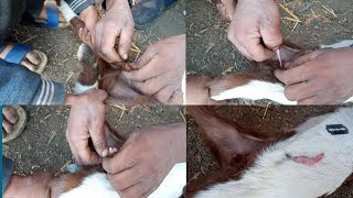 كيفية خصي الماعز بالطريقة التقليديه ـ عملية الاخصاء الطريقة الصحيحه