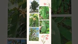 ²🥑³☆•⁵◇² Champak, Joy Perfume Tree (Magnolia champaca) in Magnolia Family (Magnoliaceae)