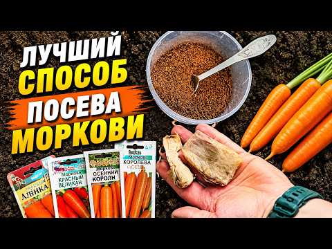 Как я сею морковь! Простой способ с чайным жмыхом и сорта для хранения