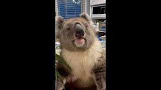 Adorable koala joey peeks out of mum’s pouch for the first time