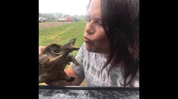 This is what happens when you try to “kiss” a SNAPPING turtle (EPIC FAIL!!!)