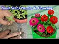 Zinnia From Seeds Planting To Flowering Update / How to Grow Zinnia Flower Plant/ Zinnia