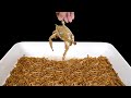 DEAD CRAB vs 1000 MEALWORMS [Live Fidding]