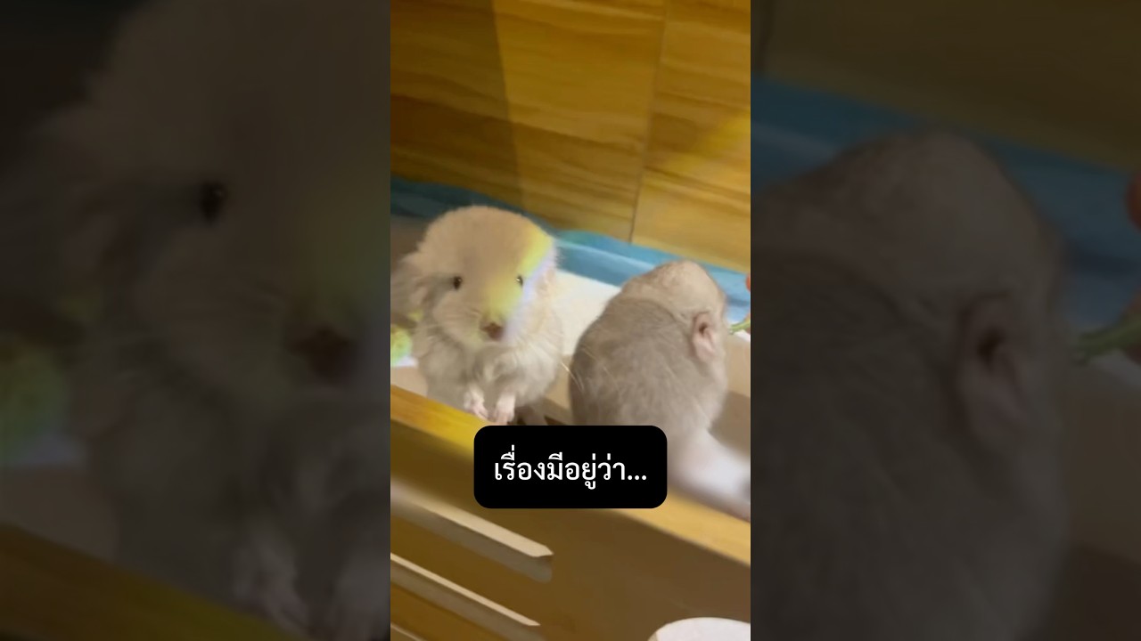 ความลับ 2 เดือน ของชินชิลล่า!! #สัตว์โลกน่ารัก