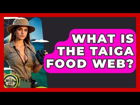 What Is The Taiga Food Web The Wild Life Explorer