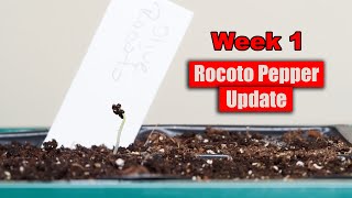 Week 1 - Rocoto Pepper Update | Helmet Head Problems