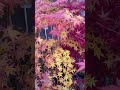Shi de shojo Japanese maple Fall color explained