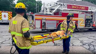 City Beat: Waco Fire Department Dog Rescue