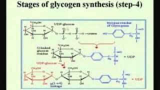 ⁣Mod-01 Lec-21 Pentose Phosphate Pathways Glycogenesis & Glycogenolysis