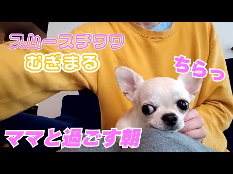 【スムースコート チワワ】ママの朝ごはんを狙う(#15)