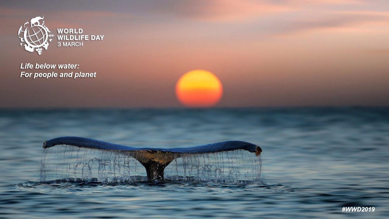video phone beyonce mp3 World Wildlife Day 2019 - Life below water for people and planet