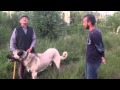 Kangal köpeklari(panter soyu)  1