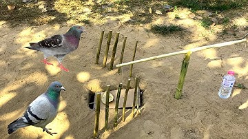 Easy Bird Trap Using Blue Pipe Cardboard and Bottle eaily 100% by Man