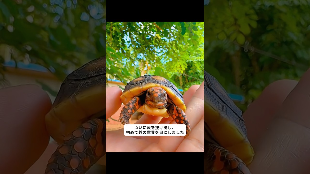 産卵に苦しむ母リクガメを助けたら… #動物 #救助活動 #リクガメ #動物救助 #かわいい