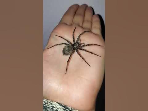 MASSIVE Dark Fishing Spider Found in MN!