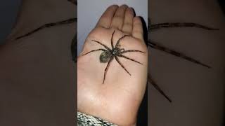 MASSIVE Dark Fishing Spider Found in MN!