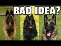 8 Things to Know Before Getting a Belgian Shepherd Dog