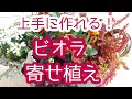 ビオラ愛が止まらない！もっと可愛くオシャレに最高の【寄せ植え】