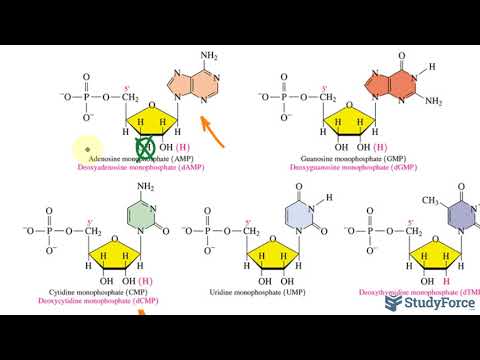 Video: När nukleotidmonomerer går samman?