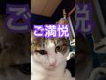 最近ふみふみされすぎぃー‼︎#猫のいる暮らし #catlife #ĐờiSốngCủaMèo #KehidupanKucing #ชีวิตแมว #猫の下僕
