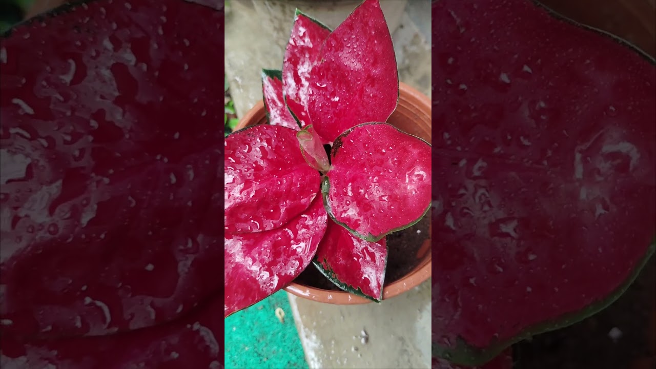 Aglonema red ♥️🌱🌿 