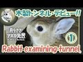 木製トンネル・デビュー！！①【ウサギのだいだい 】　2017年3月7日