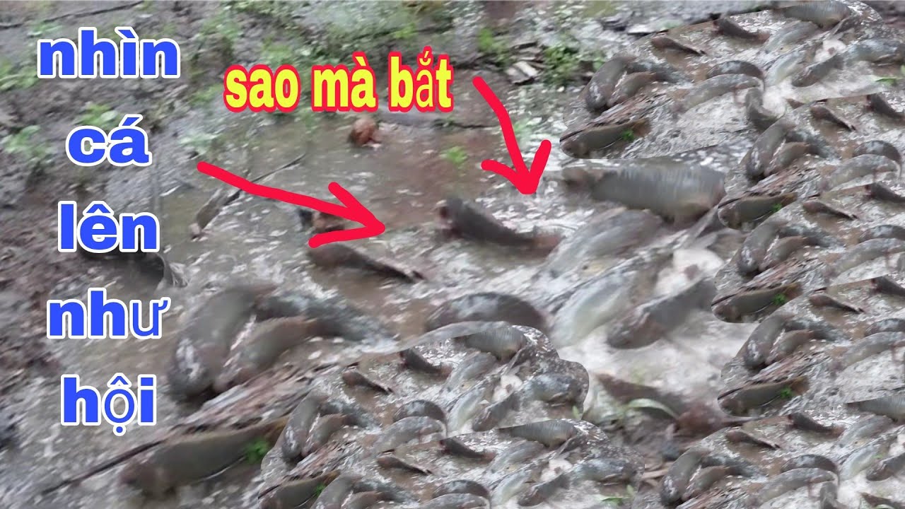 SAU CƠN MƯA LỚN ĐẦU MÙA CÁ NỐI ĐUÔI NHAU LÊN RUỘNG, BẮT MÊ LUÔN |PHÚC TV 84/catch fish