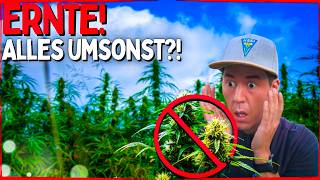 Achtung, Schimmel 😱 So schützt du deine Ernte bevor es zu spät ist! Budrot & Blütenfäule