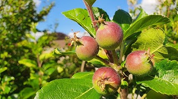 Thinning out my Red Devil Apple tree: removing excess fruit to improve fruit size and quality.