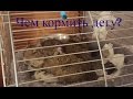 Кормление дегу| Корма, сено, вкусняшки