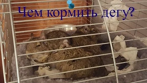 Кормление дегу| Корма, сено, вкусняшки
