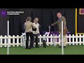 Masters Obedience Championship | WKC | Part 1