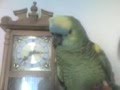 One of the best speaking Blue Front Amazon Parrots