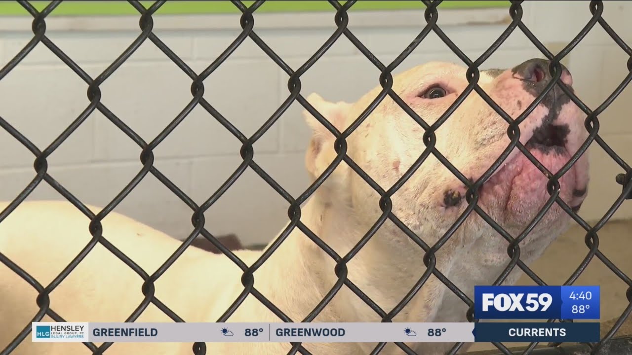 IACS limits intake of animals after recent dog death at shelter