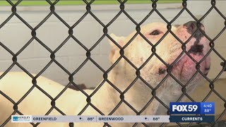 IACS limits intake of animals after recent dog death at shelter