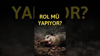 Keseli Sıçan Ölü Taklidi Mi Yapıyor? Gerçek Çok Farklı