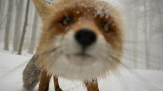 Фотографы и дикие животные. Слайд-шоу. Рhotographers and wild animals. Slide show. Фотографы и дикие животные. Слайд-шоу. Рhotographers and wild animals. Slide show.