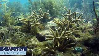Coral Reef Restoration