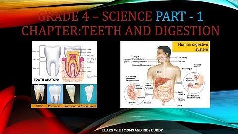 GRADE 4, SCIENCE, CHAPTER: TEETH AND DIGESTION - PART - 1