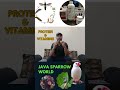 Fawn Java , Java Sparrow , Java Finch , Lovebird , White Java , Silver Java #javasparrow #birds