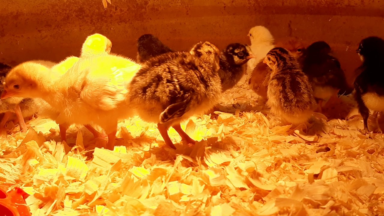 Baby chickens, turkeys and Guineas. YouTube