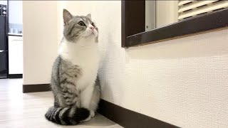 飼い主が風呂から出てるくのを健気に待ち続ける猫がこちらです…